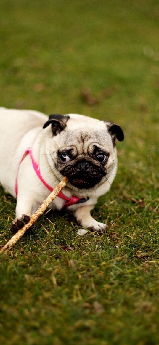 pug, dog, grass, collar, walk, sit