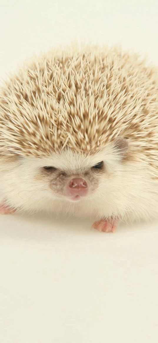 hedgehog, spines, light