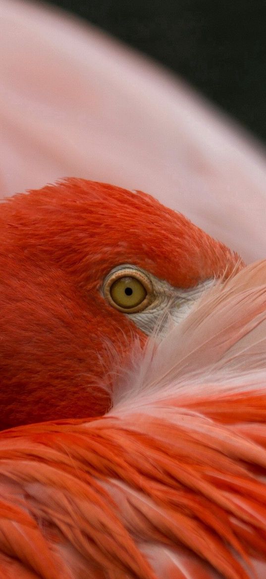 flamingos, eyes, feathers