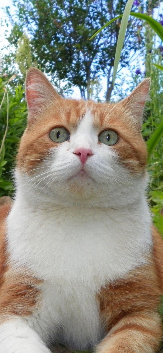 cat, spotted, grass, thick