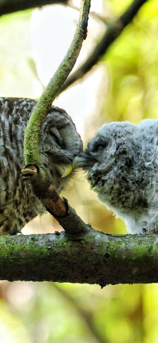 owl, couple, affection, twigs, birds