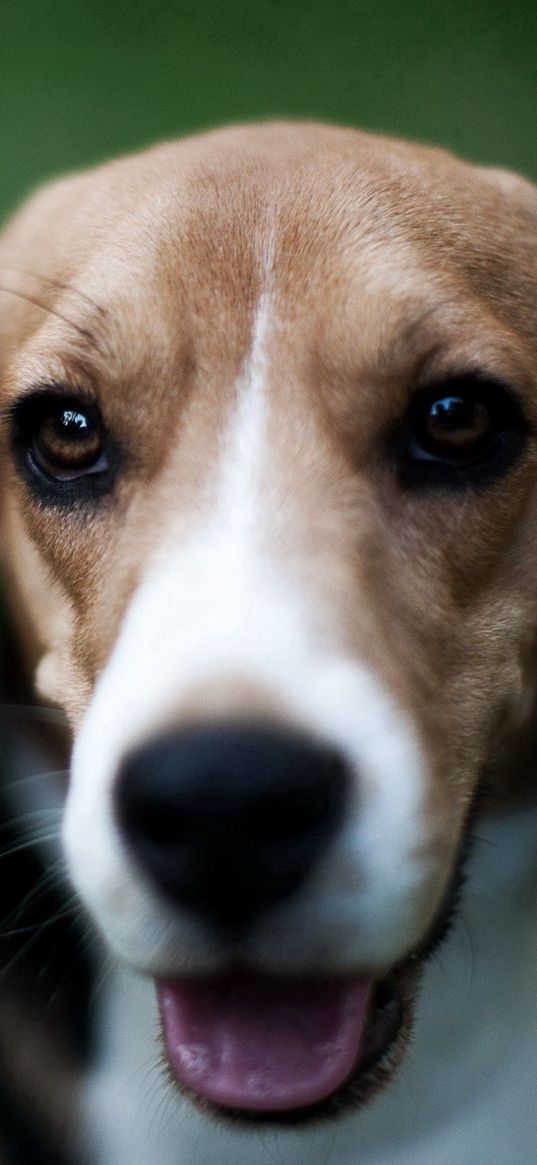 dog, muzzle, nose, shadow