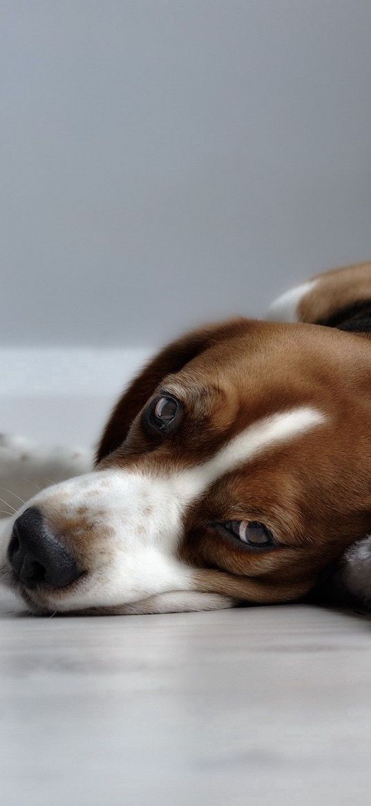 puppies, sleeping, lying down, grass