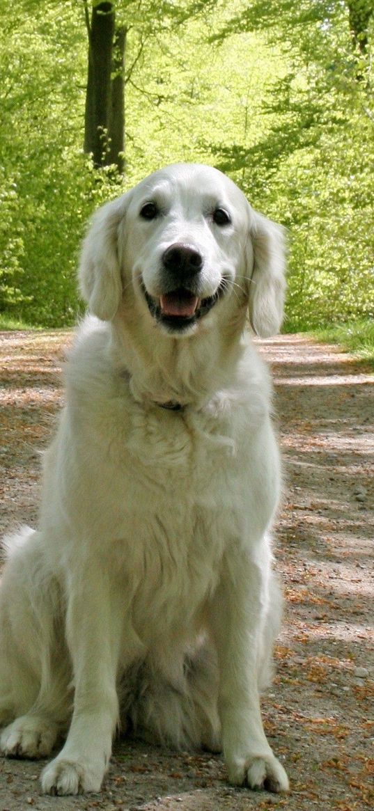 dog, grass, woods, sitting