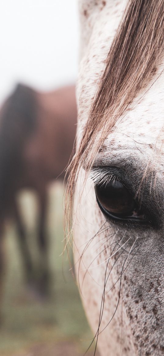 horses, eye, field, animal