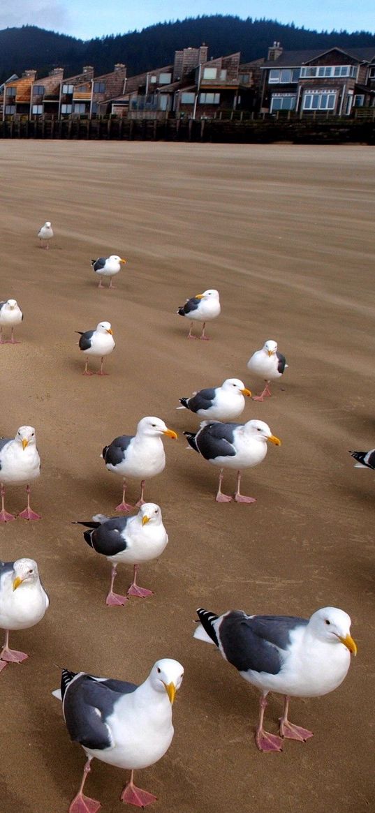 gulls, birds, flock, sand