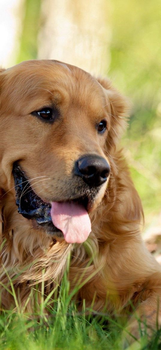 dog, grass, lie down, tongue, tired