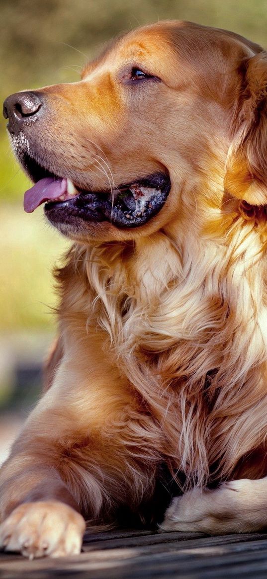 dog, muzzle, tongue, lying, fluffy