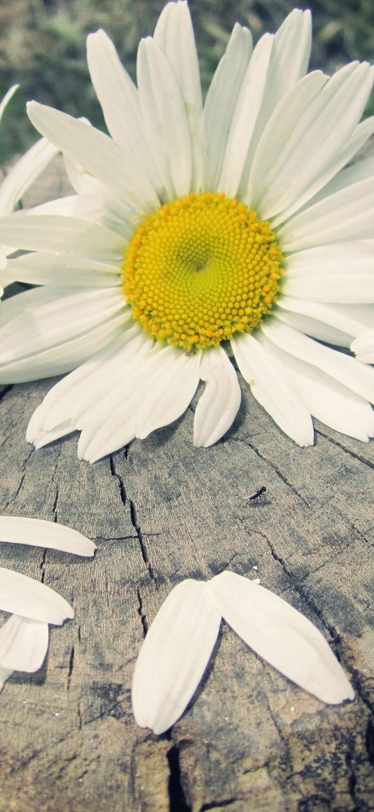 daisies, three, flowers, buds, petals, stump, inscription