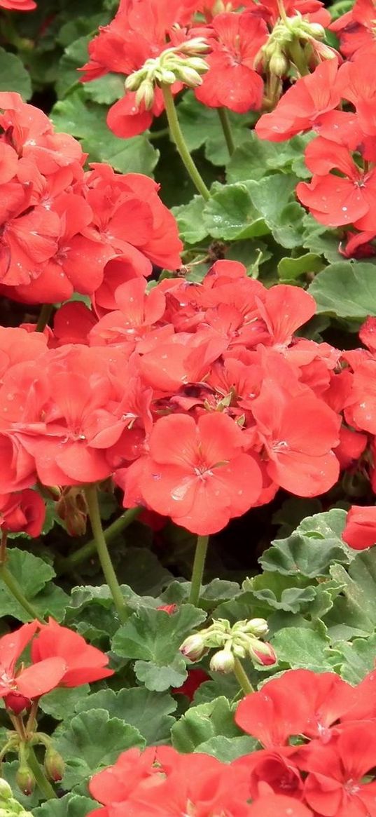 geranium, flowers, red, pot, herbs, drops