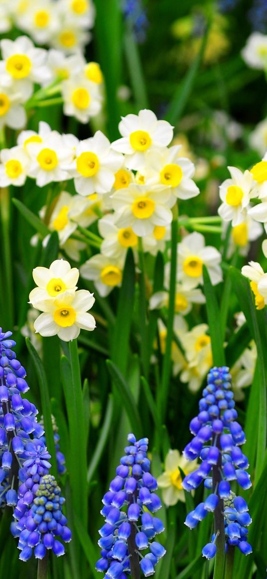 daffodils, muscari, flowers, flowerbed, green, spring