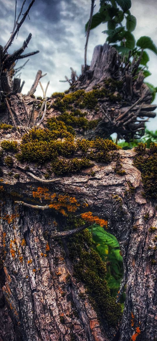 log, tree, moss, leaves, forest, clouds, sky, macro, nature