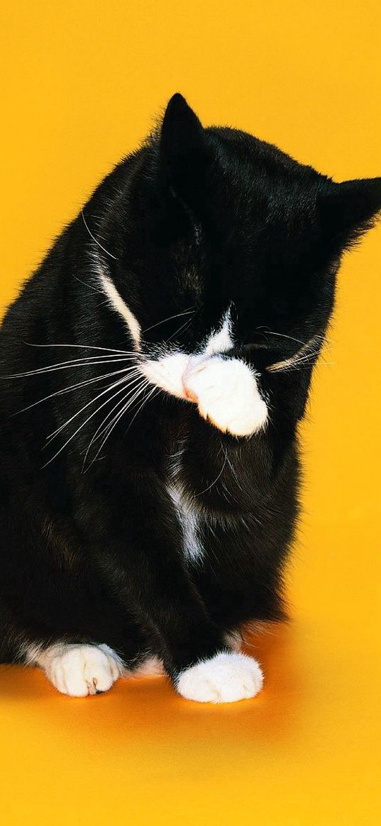 cat, paw, snout, licking