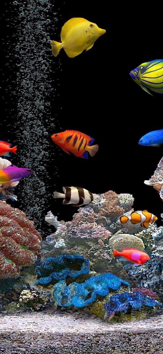 fish, underwater, colorful, coral