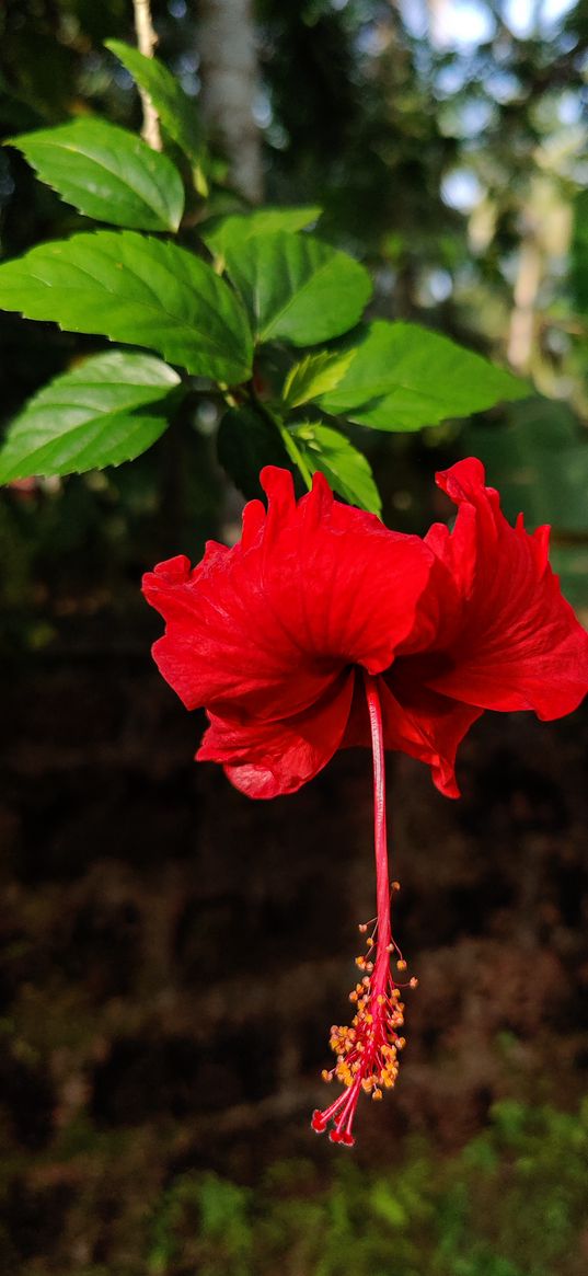 hibiscus, flower, red, nature