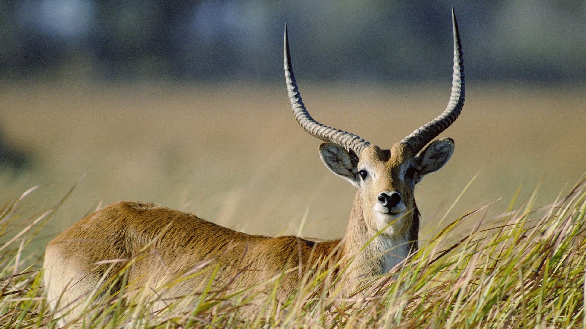 antelope, grass, horn, walk