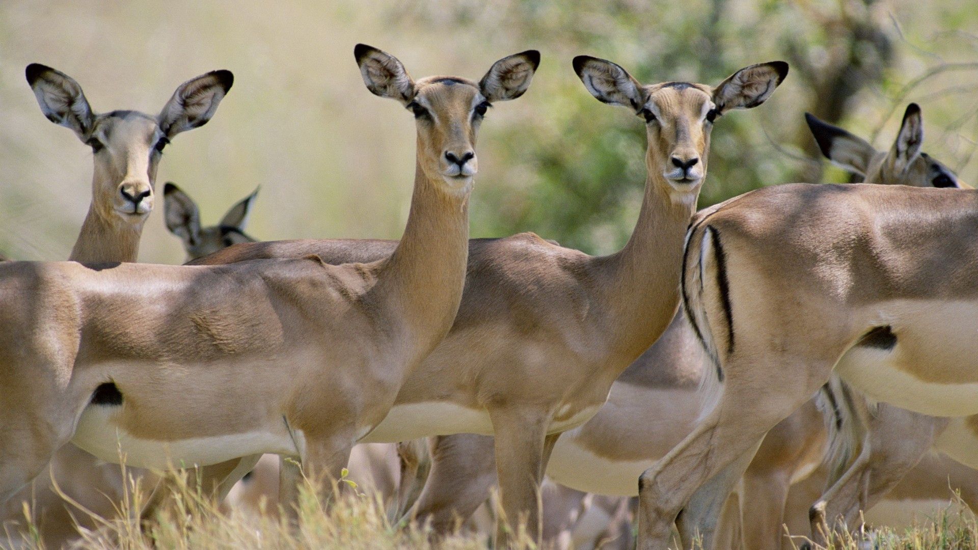 antelope, herd, walking, young