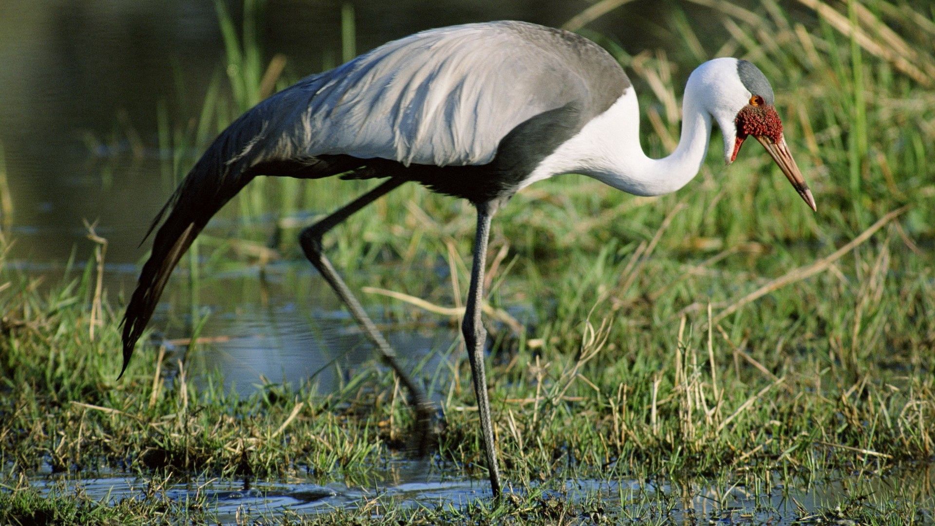 stork, grass, swamp, legs, color, african