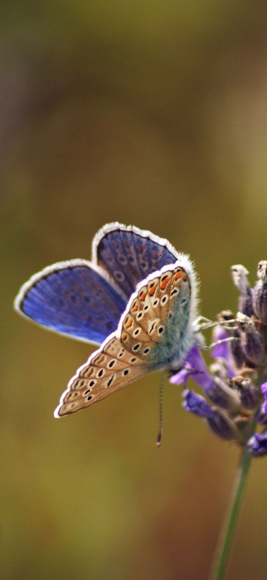 lycaenidae, butterfly, flowers, macro