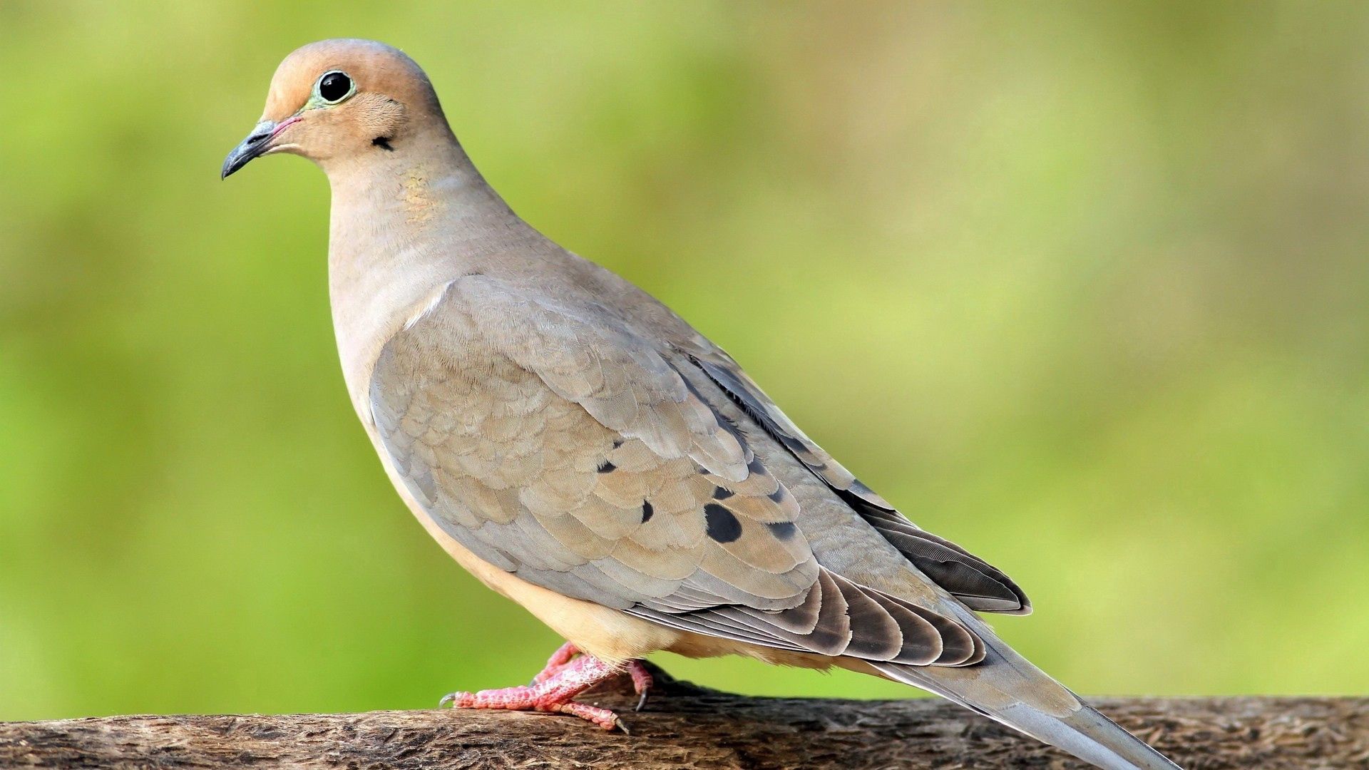 pigeon, bird, color, feathers, sit