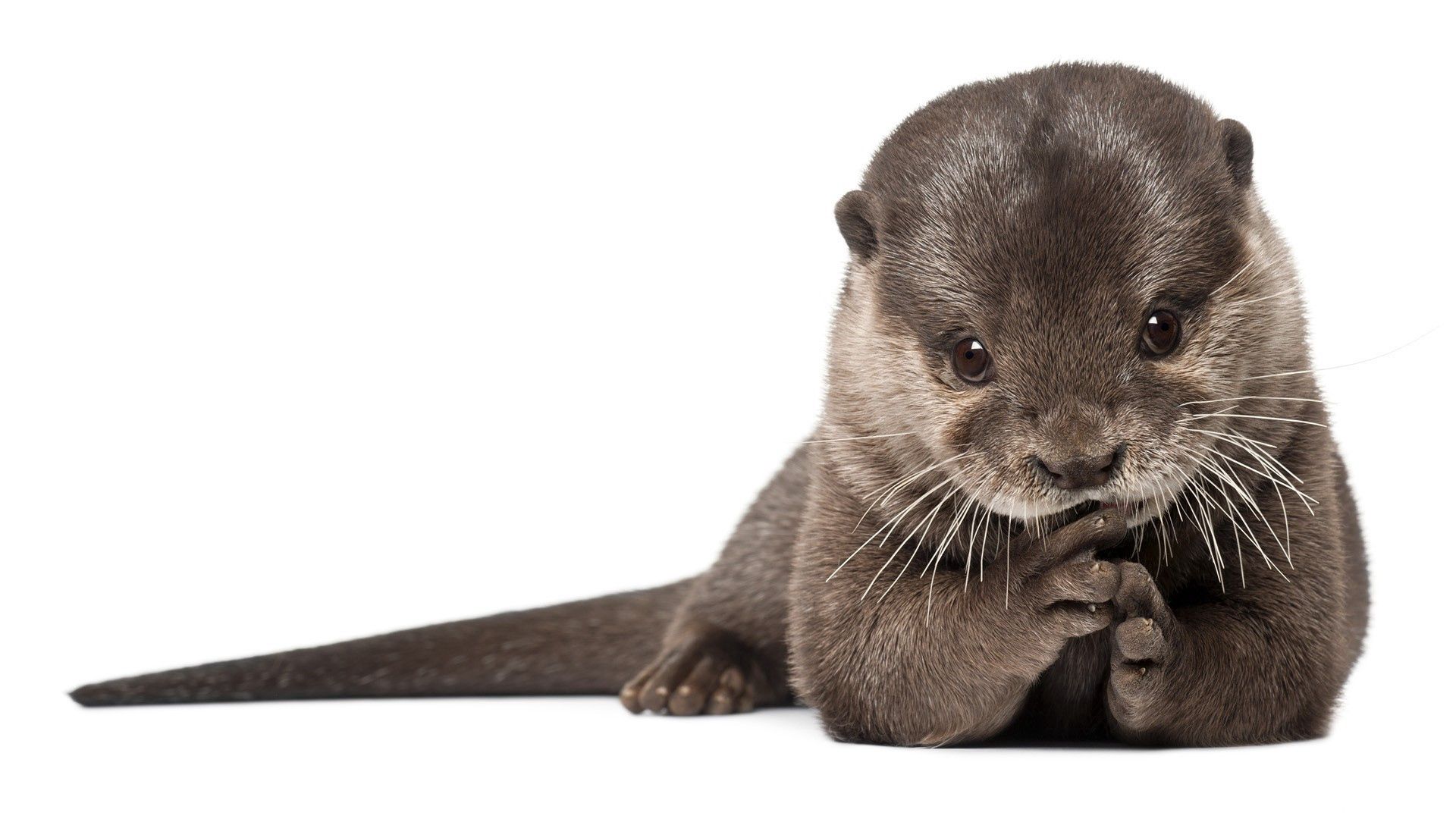 otter, animal, wool, fur, beautiful