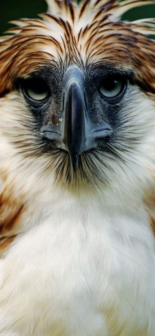 eagle, philippines, bird, head, feathers, beak, carnivore