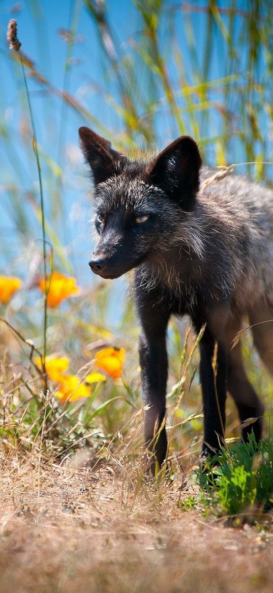 fox, unusual, grass, flowers, walk