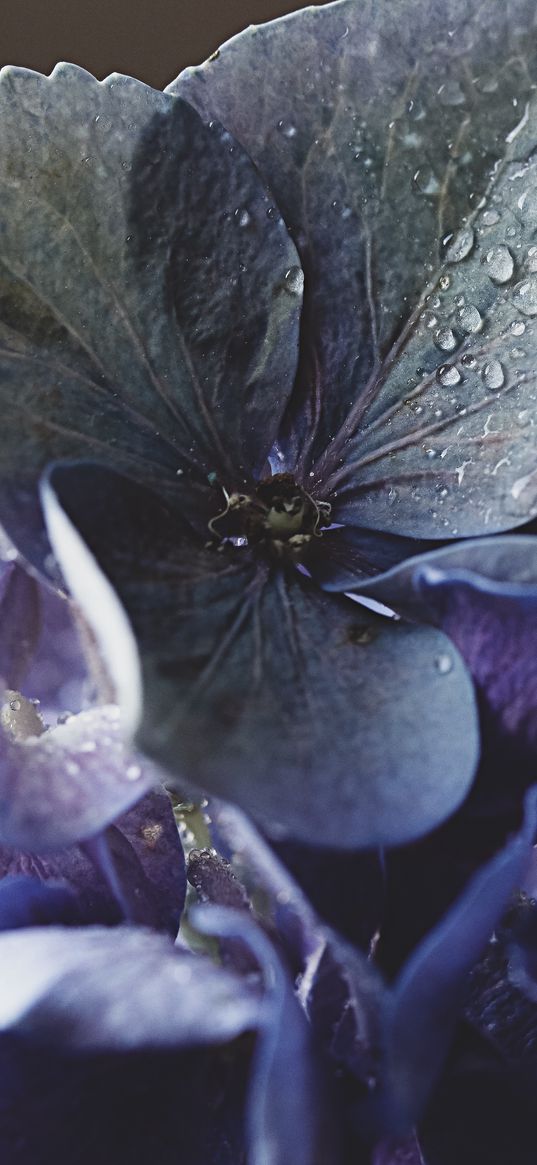 hydrangea, petals, water, drops, macro