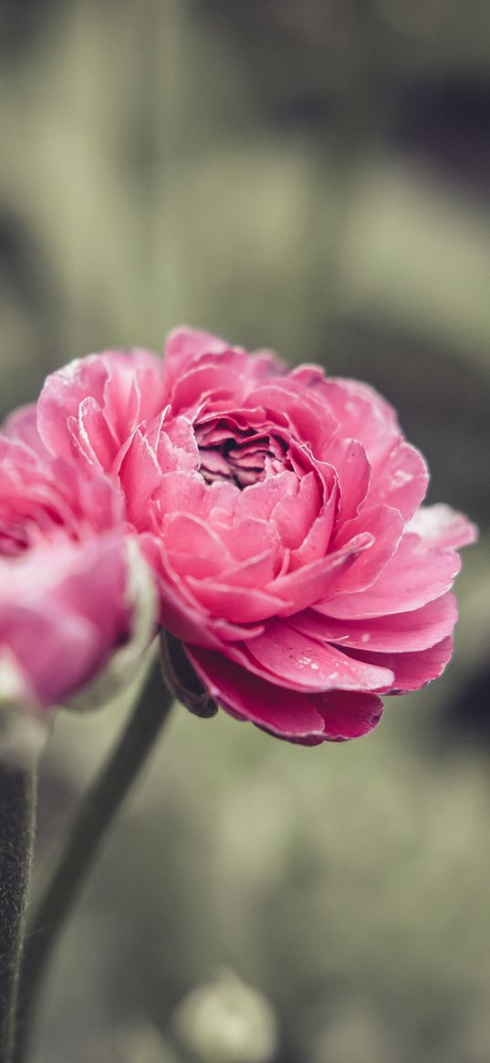 buttercup, flower, petals, pink, macro