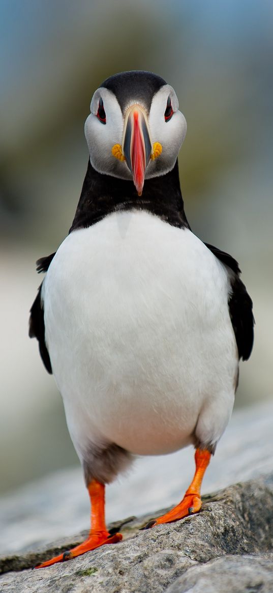 puffin, bird, stone, nature