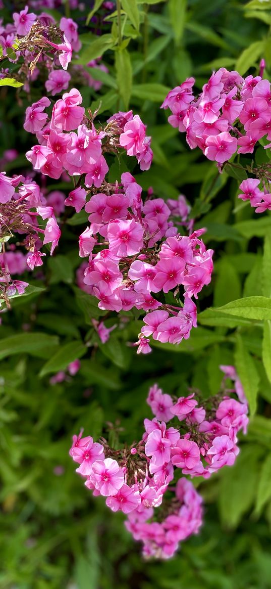 phlox, flowers, pink, plant, summer, nature