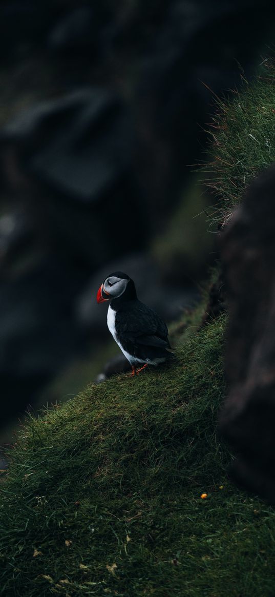 puffin, bird, stone, moss, grass, nature