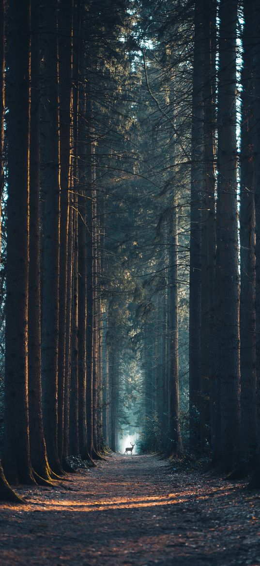 deer, path, pines, trees, forest, nature