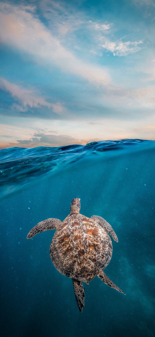 turtle, underwater, sea, waves, sky, clouds, nature