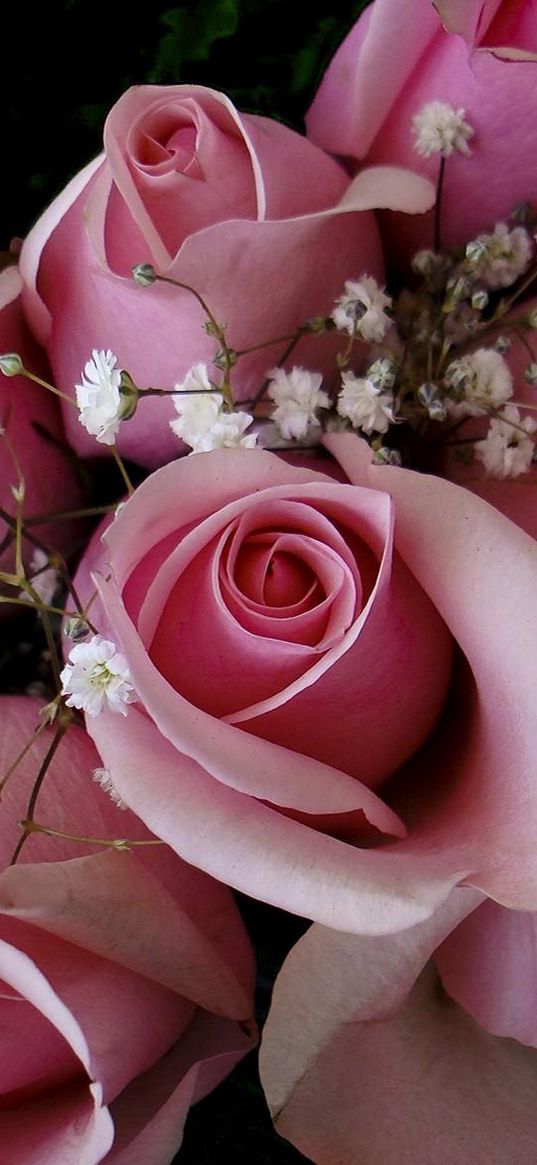 roses, flowers, pink, gypsophila, bouquet, buds