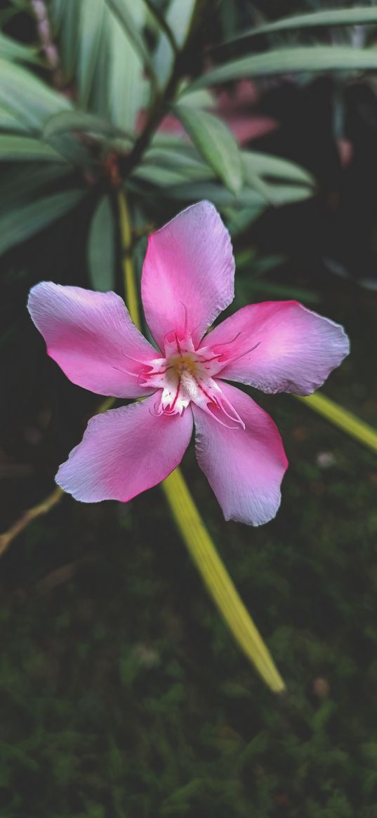 nature, pink flower, wallpaper