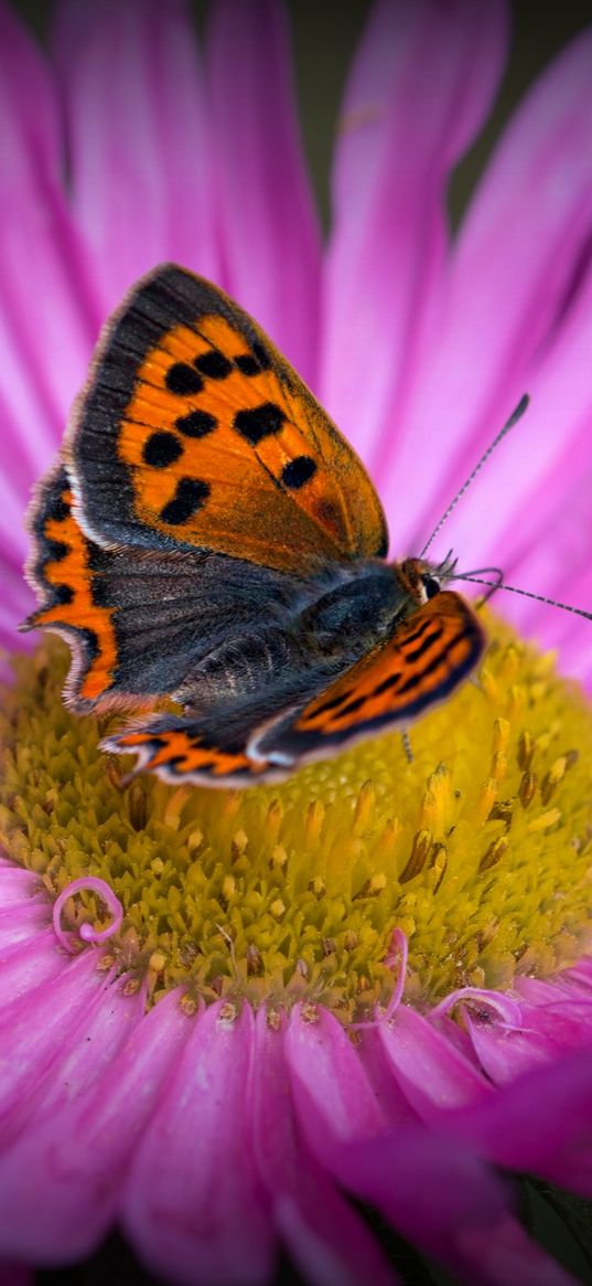 lycaena phlaeas, butterfly, aster, flower, macro