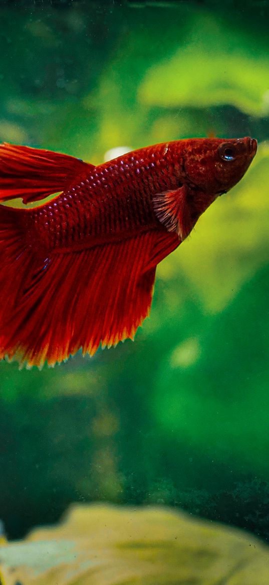 betta, fish, aquarium, water, red