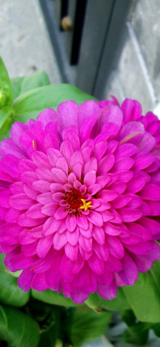 zinnias, flowers, pair, close up, flowerbed, green