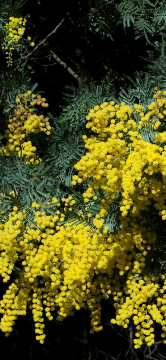 mimosa, shrub, spring, beauty