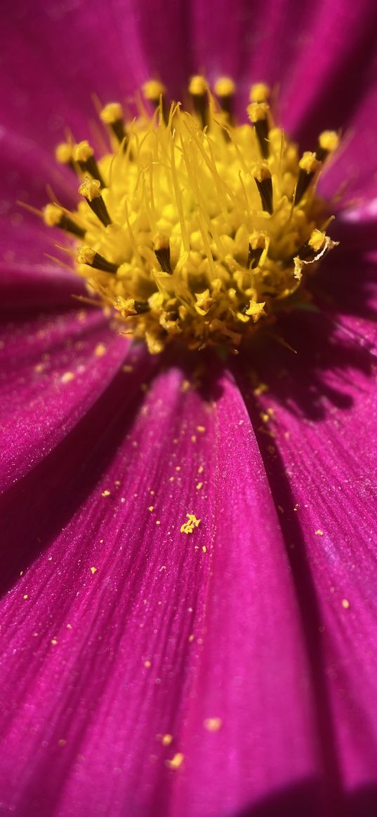 kosmeya, pollen, flower, petals, macro