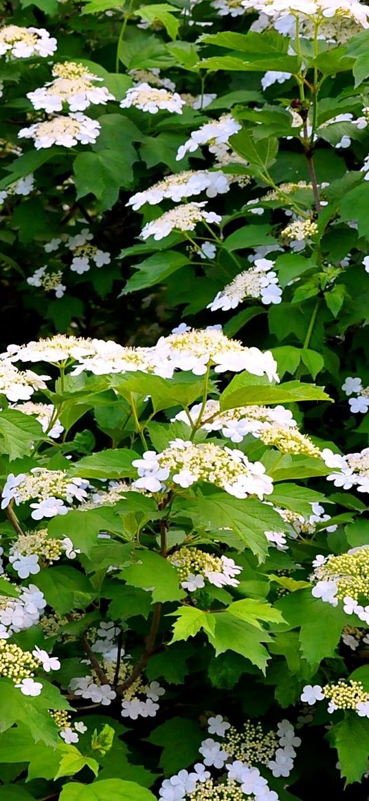 shrub, flower, spring, twigs, herbs