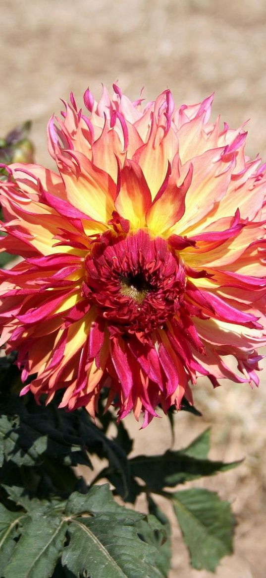 dahlia, flower, flowerbed, green, blur