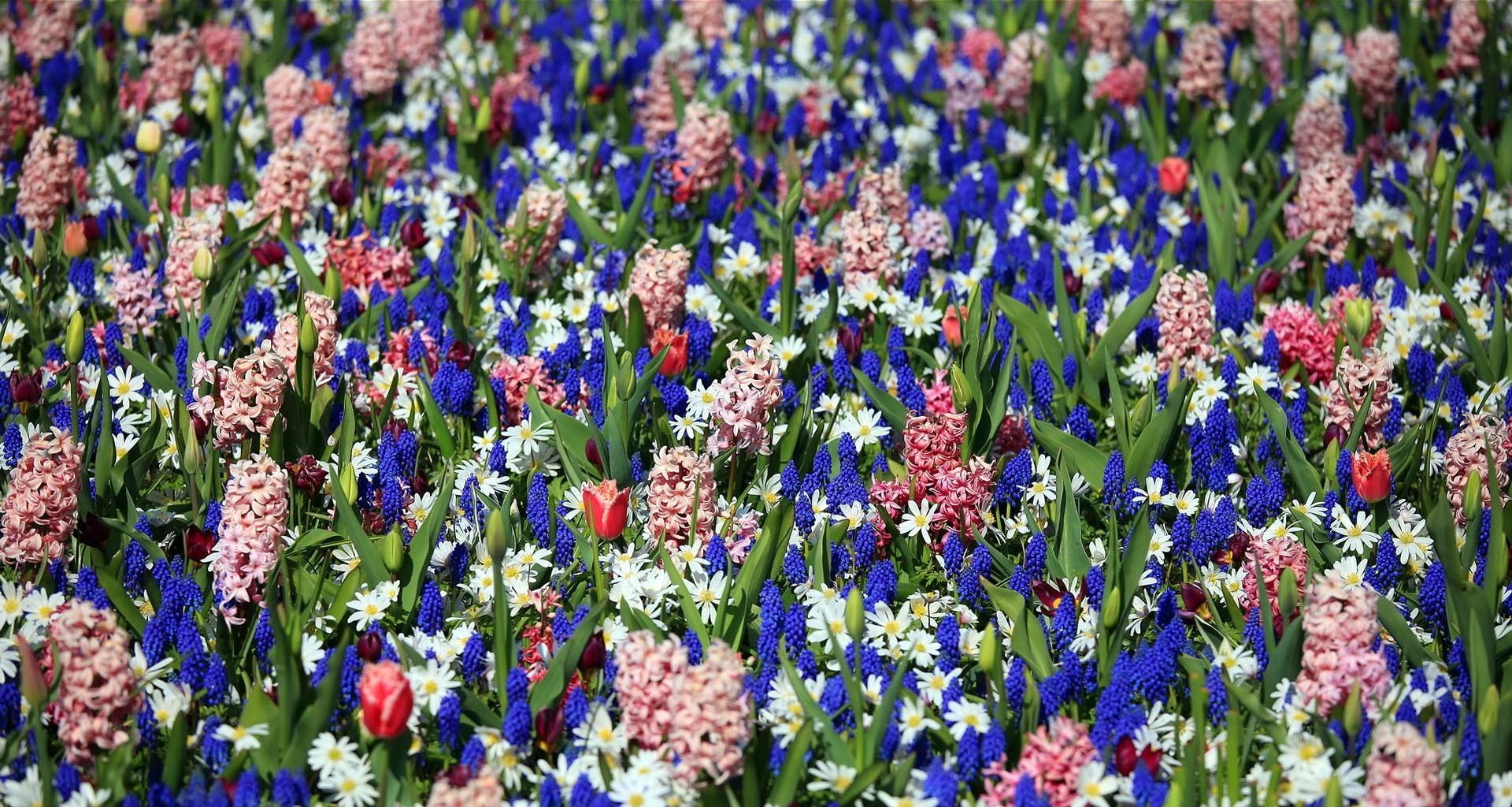 tulips, muscari, hyacinths, flowers, flowerbed, spring