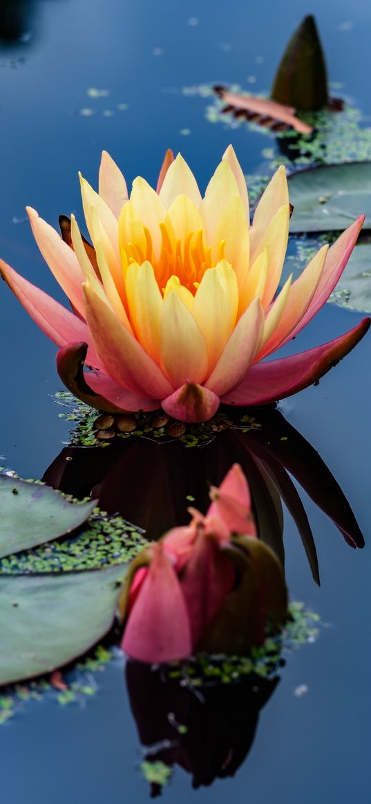 water lily, flower, petals, pond, reflection, macro