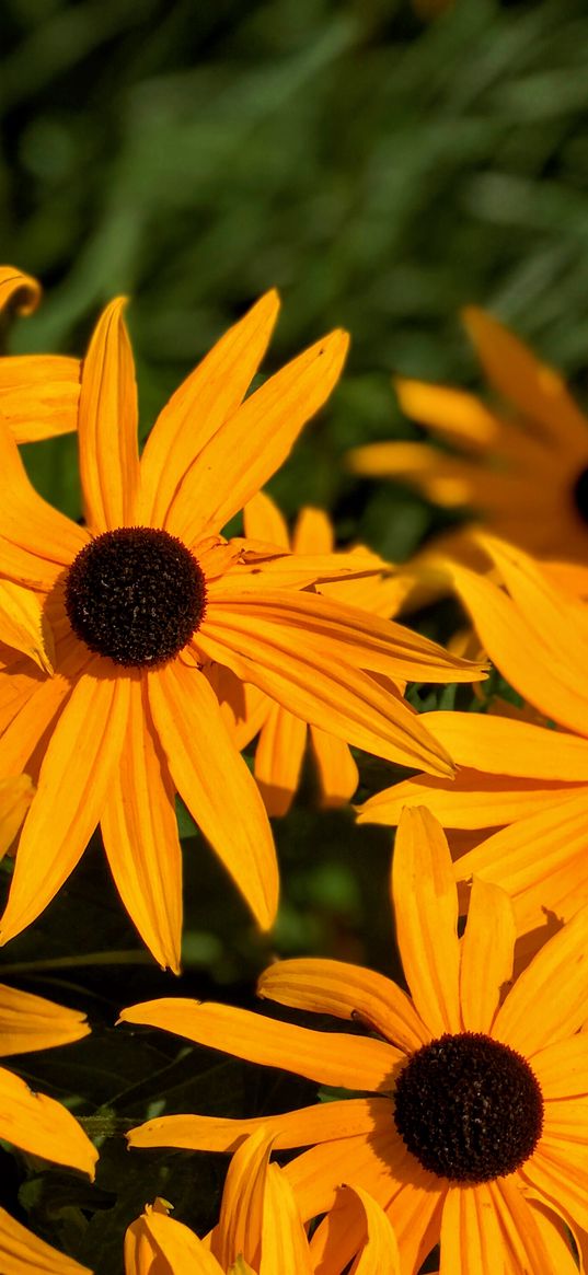 rudbeckia, flowers, yellow, black, summer