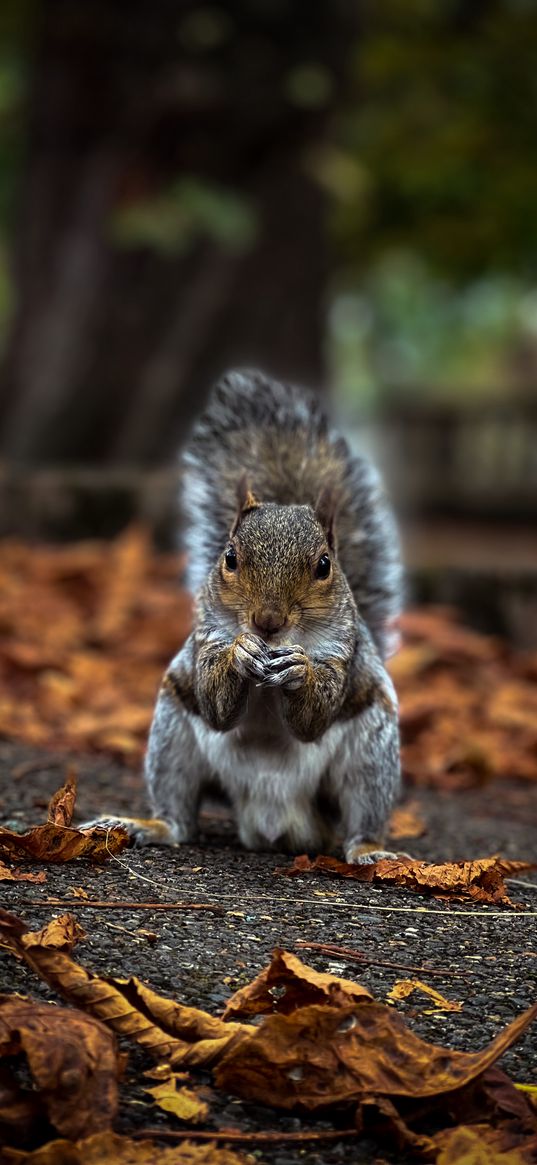 squirrel, autumn, photography, colors, cozy, september, park, animals, nature, pictures