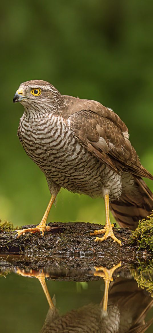 hawk, bird, water, reflection, blur