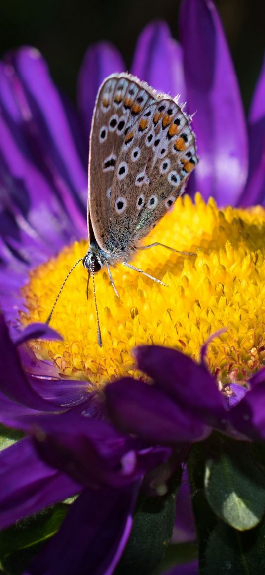 lycaenidae, butterfly, aster, flower, yellow, purple, macro