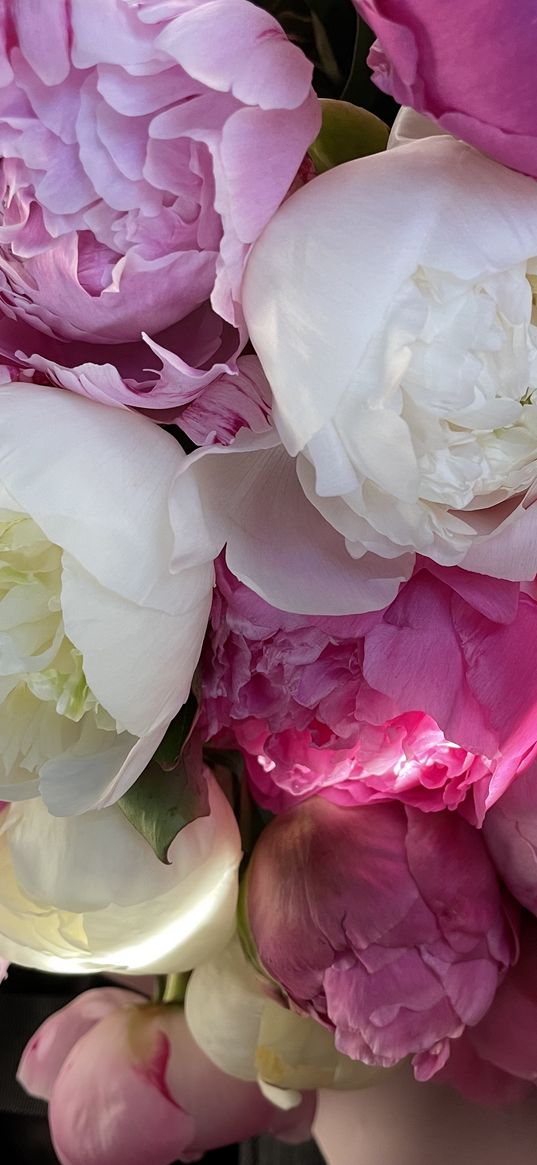 flowers, peonies, bouquet, pink